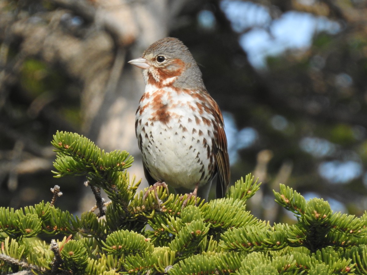 Fox Sparrow - ML638289033