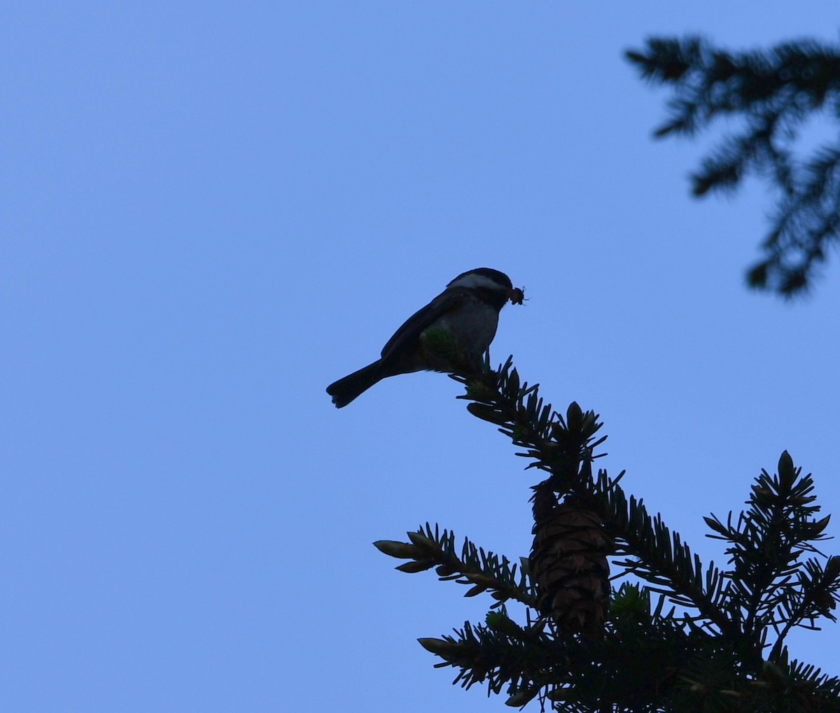 Chestnut-backed Chickadee - ML638289039