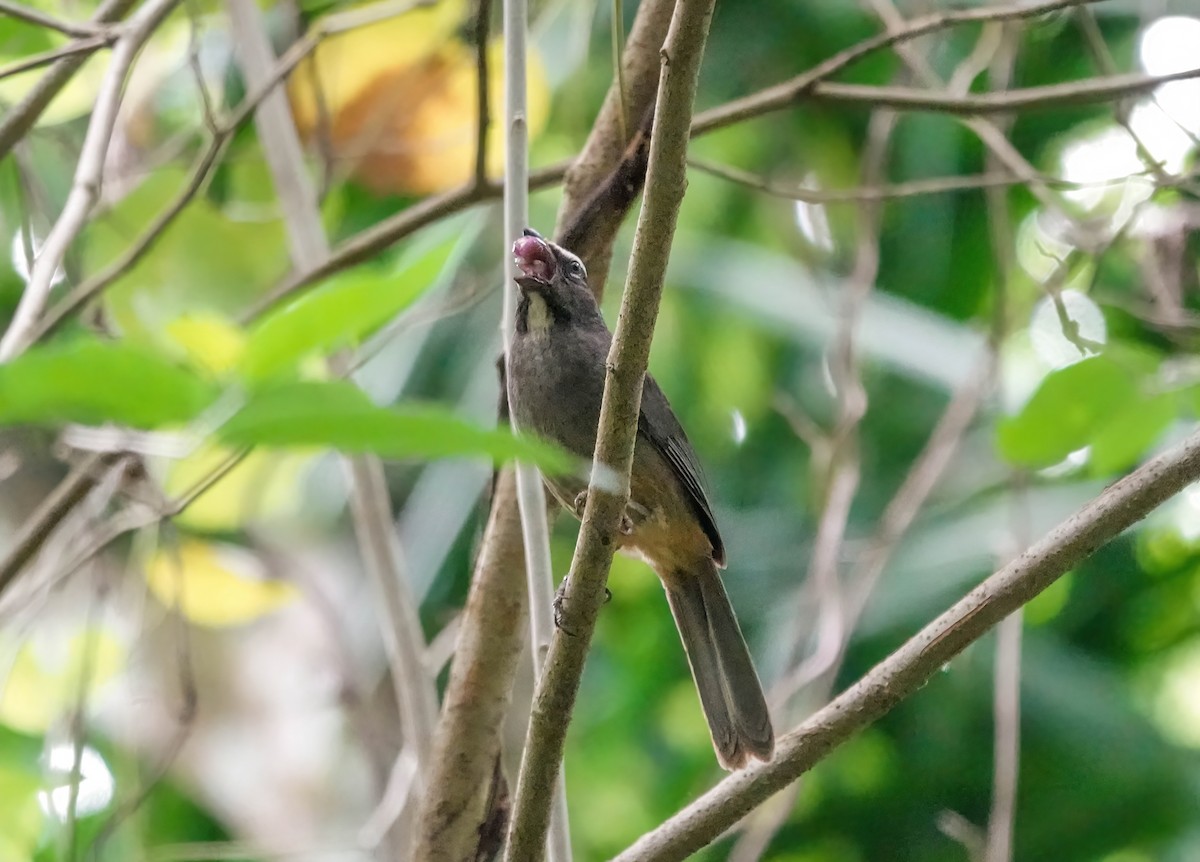 Cinnamon-bellied Saltator - ML638289048