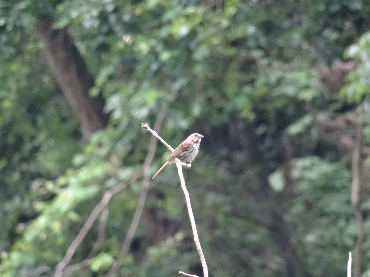 Song Sparrow - ML638289054
