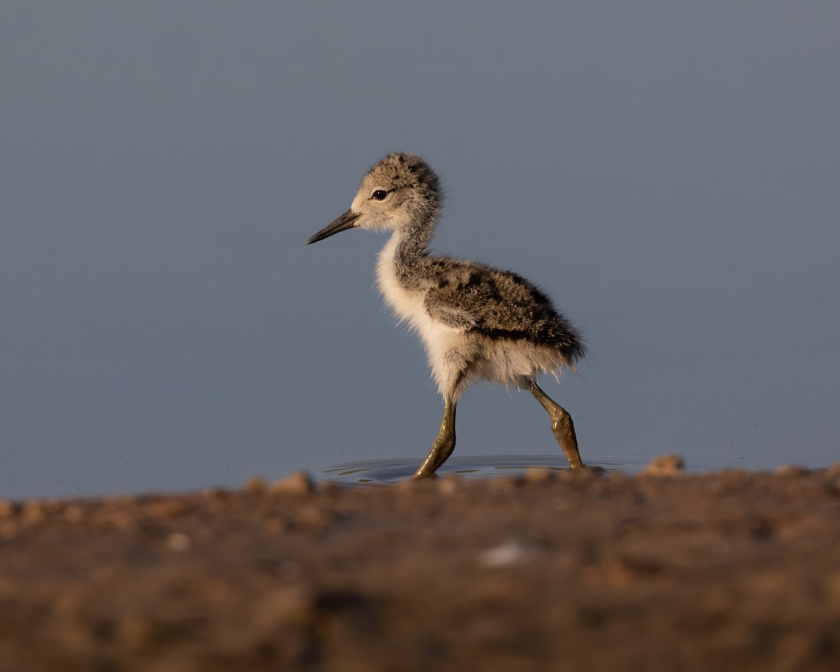 Black-necked Stilt (Black-necked) - ML638289057