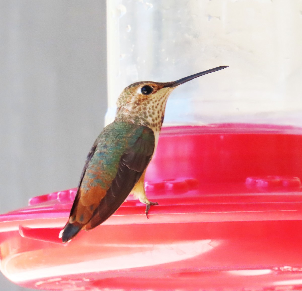 Allen's Hummingbird - ML638289059