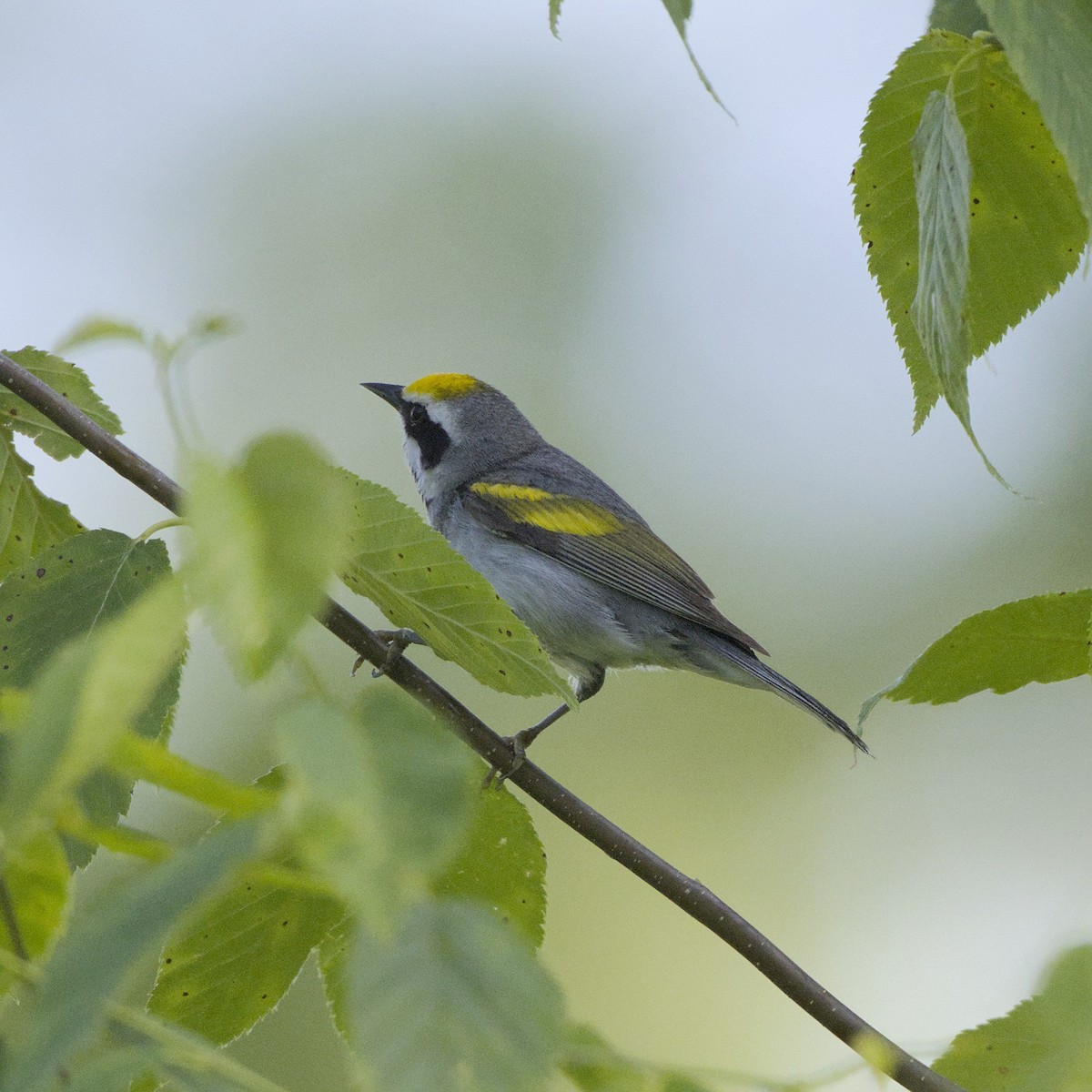 Goldflügel-Waldsänger - ML638289067