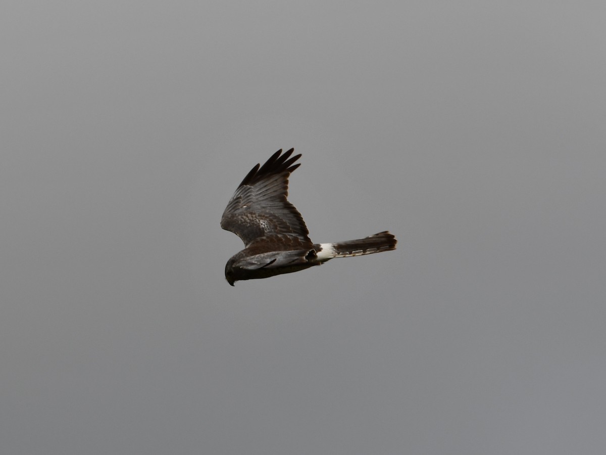 mørkmyrhauk - ML638289068