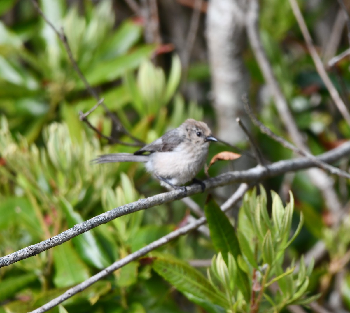 Bushtit - ML638289069