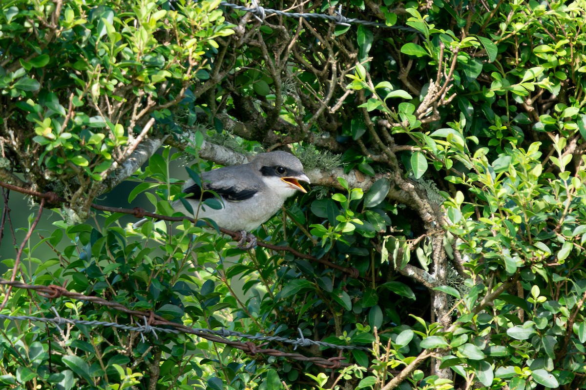 Loggerhead Shrike - ML638289075