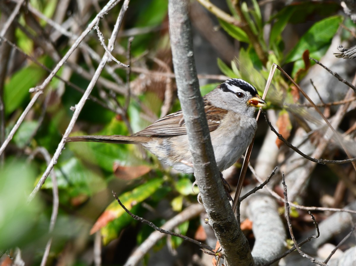 White-crowned Sparrow - ML638289079