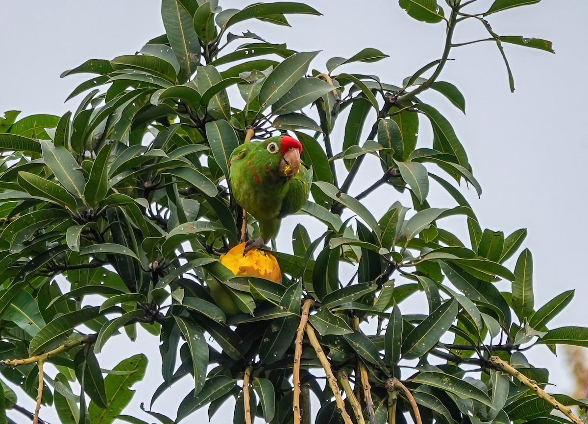 Crimson-fronted Parakeet - ML638289082
