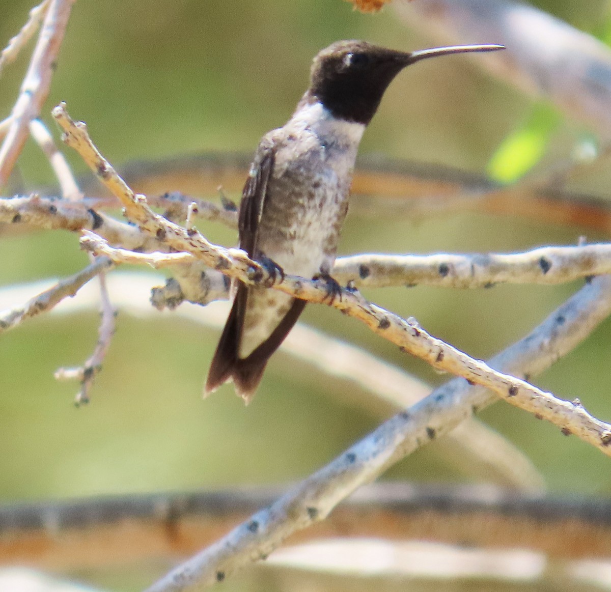 Black-chinned Hummingbird - ML638289085