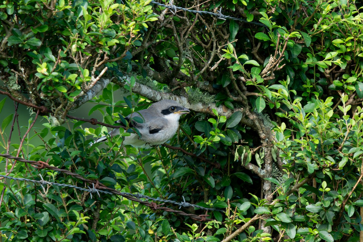 Loggerhead Shrike - ML638289087
