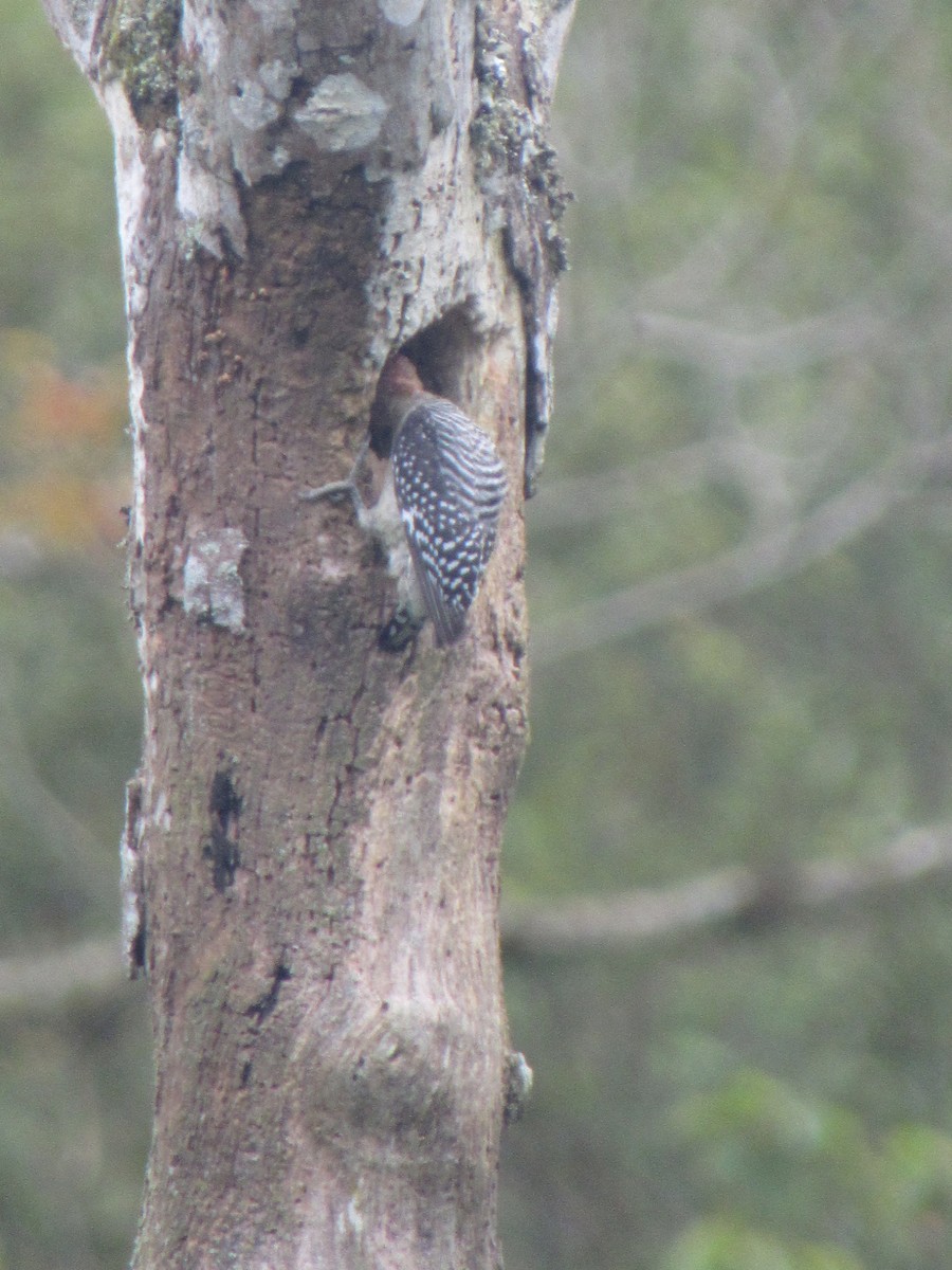 Red-crowned Woodpecker - ML638289090