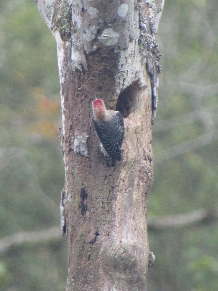 Red-crowned Woodpecker - ML638289091