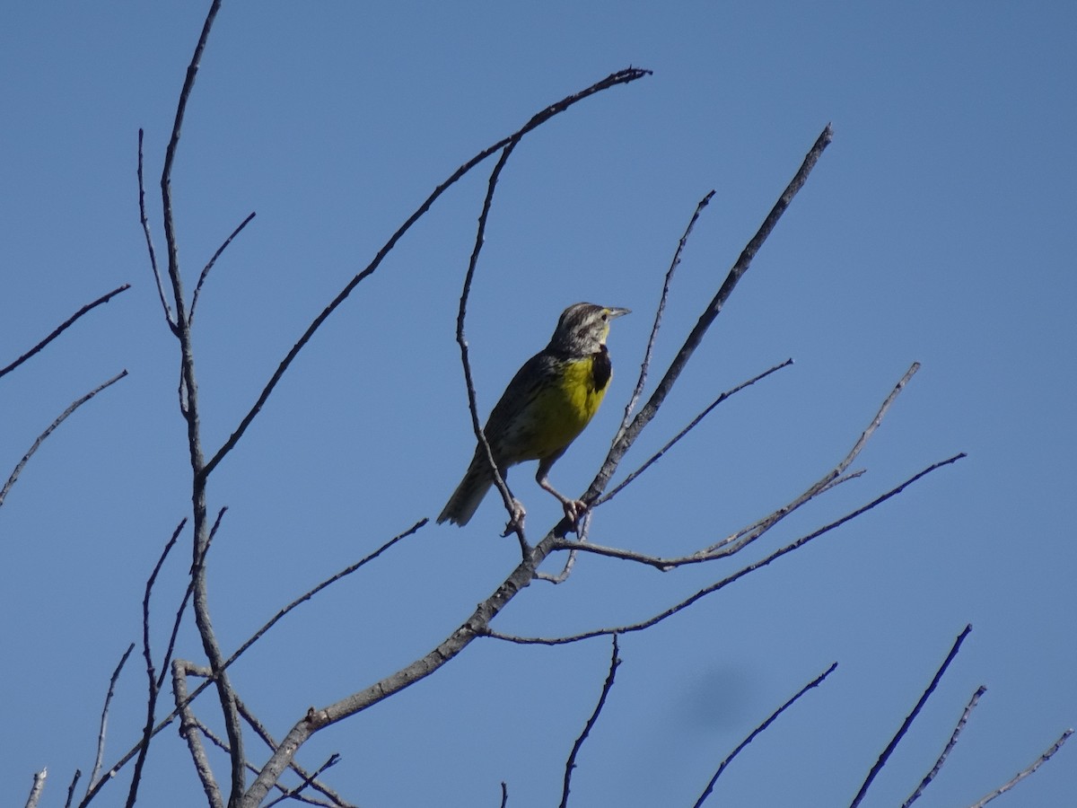 Western Meadowlark - ML638289093