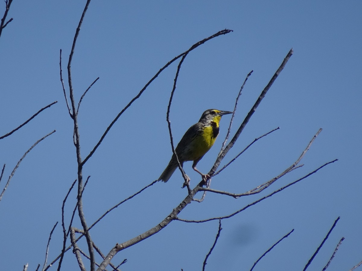Western Meadowlark - ML638289094