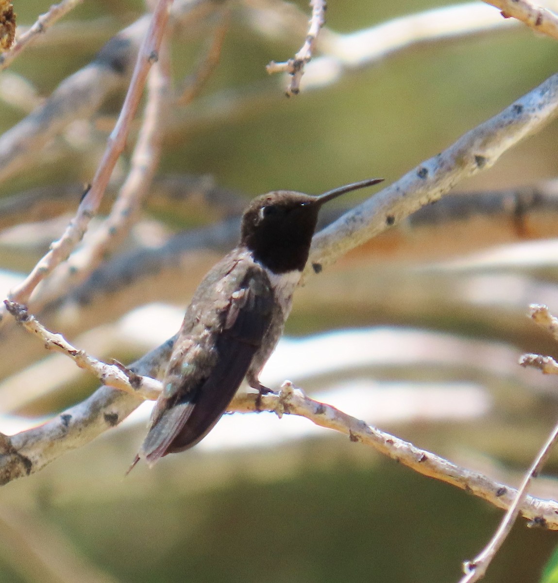Black-chinned Hummingbird - ML638289095