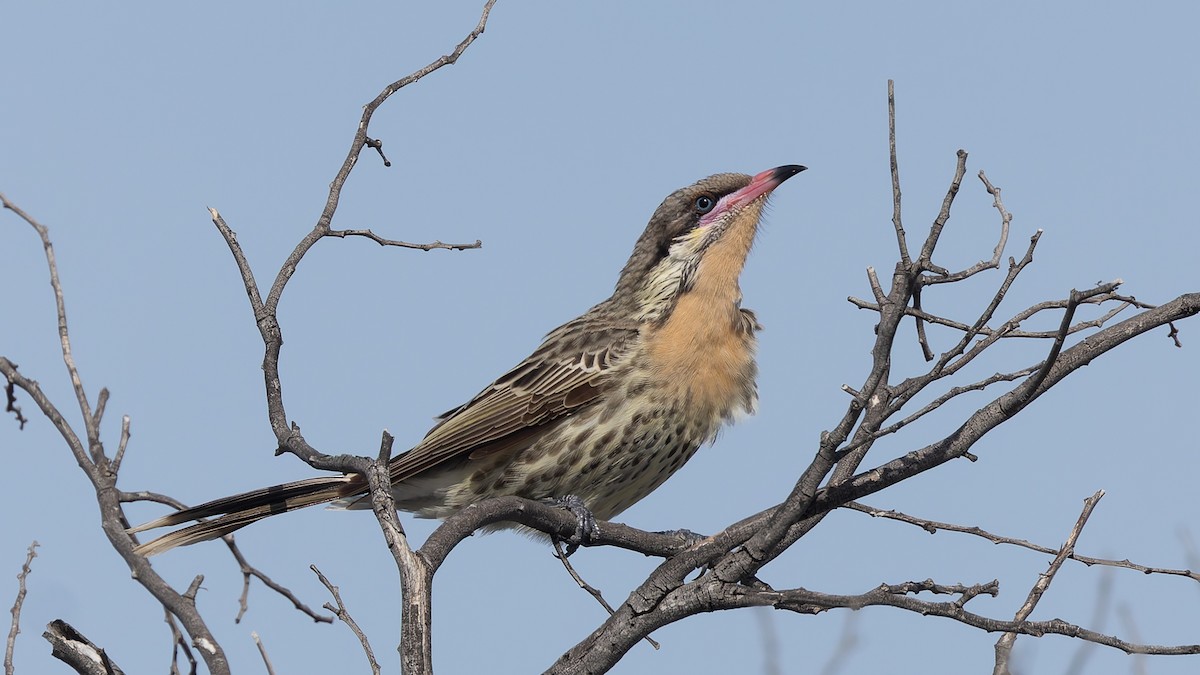 Spiny-cheeked Honeyeater - ML638289096