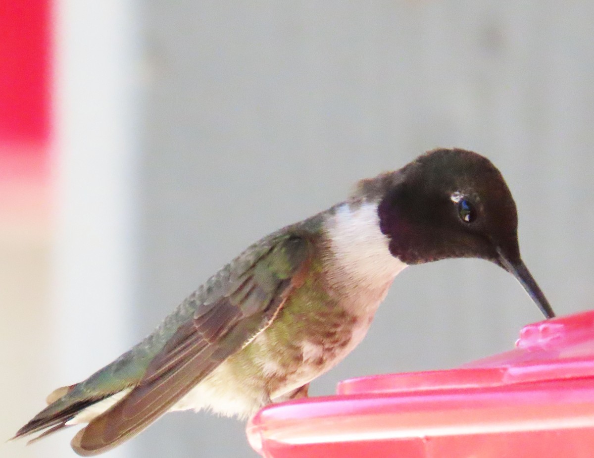 Black-chinned Hummingbird - ML638289101