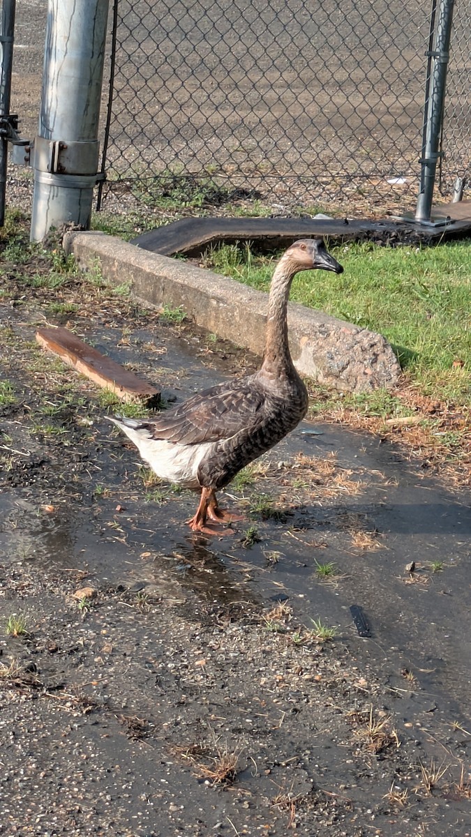 Swan Goose - ML638289102