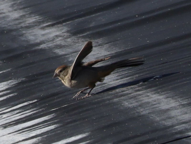 Canyon Towhee - ML638289105