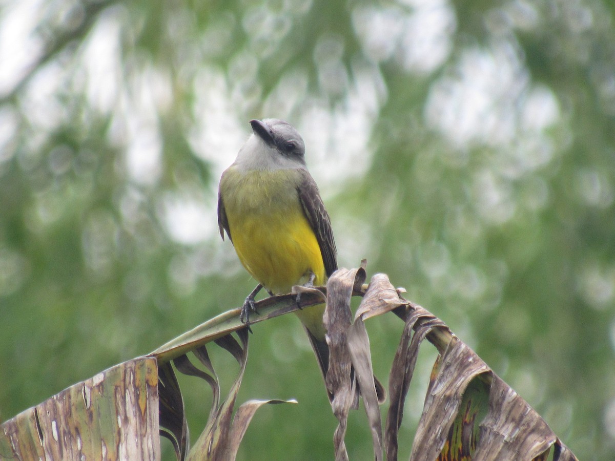 Tropical Kingbird - ML638289109