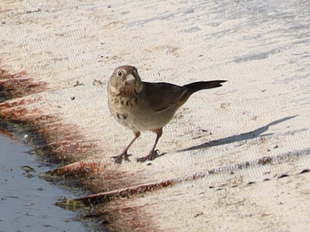 Canyon Towhee - ML638289121