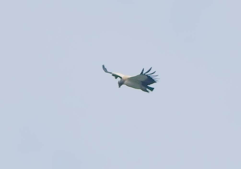 King Vulture - ML638289128