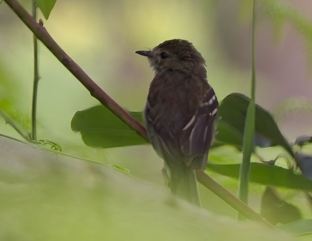 Bran-colored Flycatcher - ML638289139