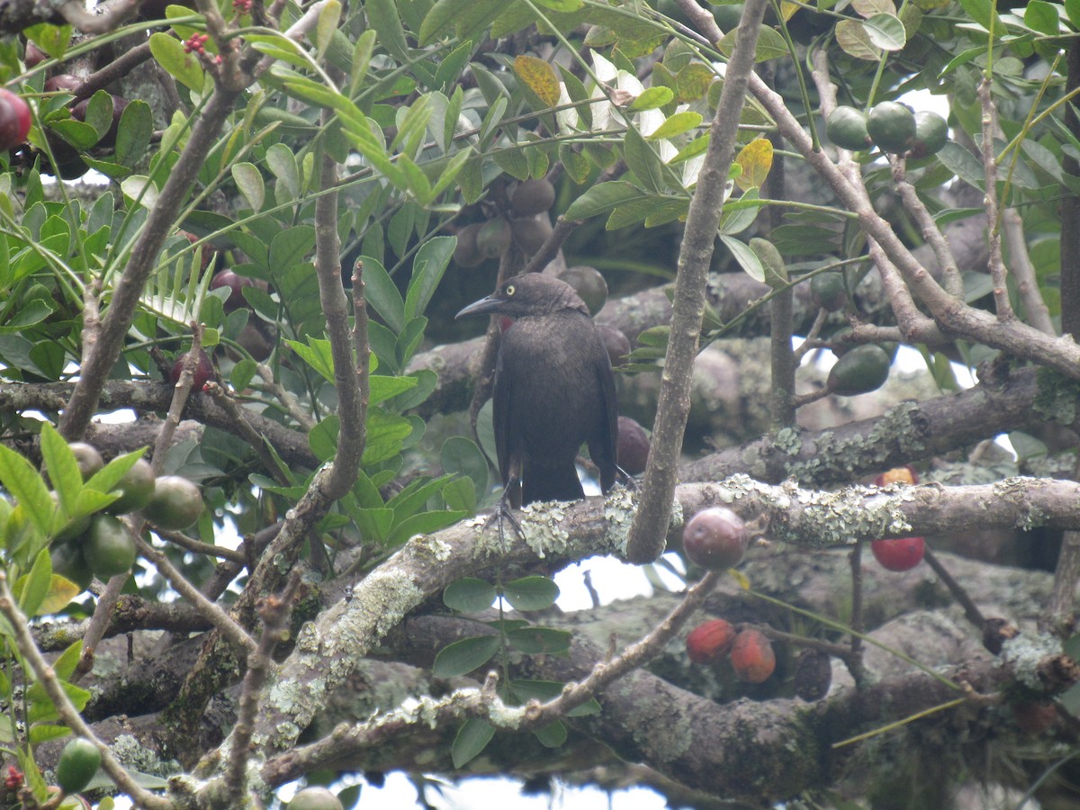 Great-tailed Grackle - ML638289141