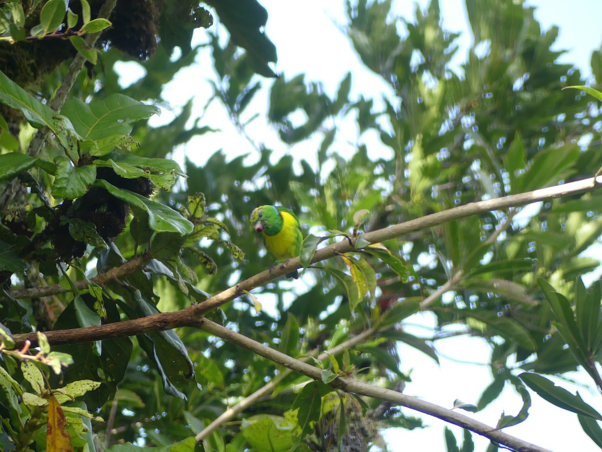 Golden-browed Chlorophonia - ML638289149