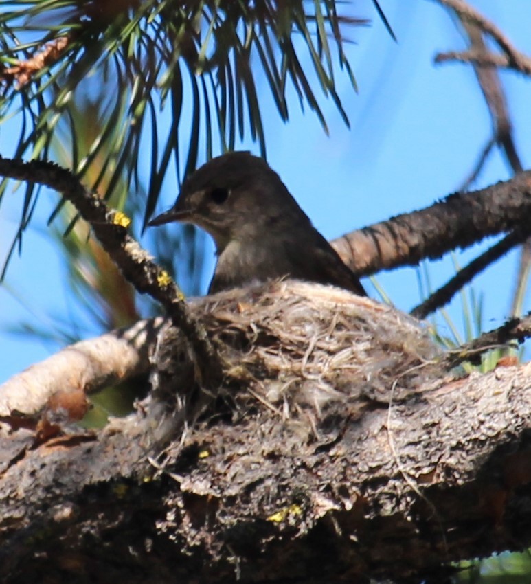 Western Wood-Pewee - ML638289151
