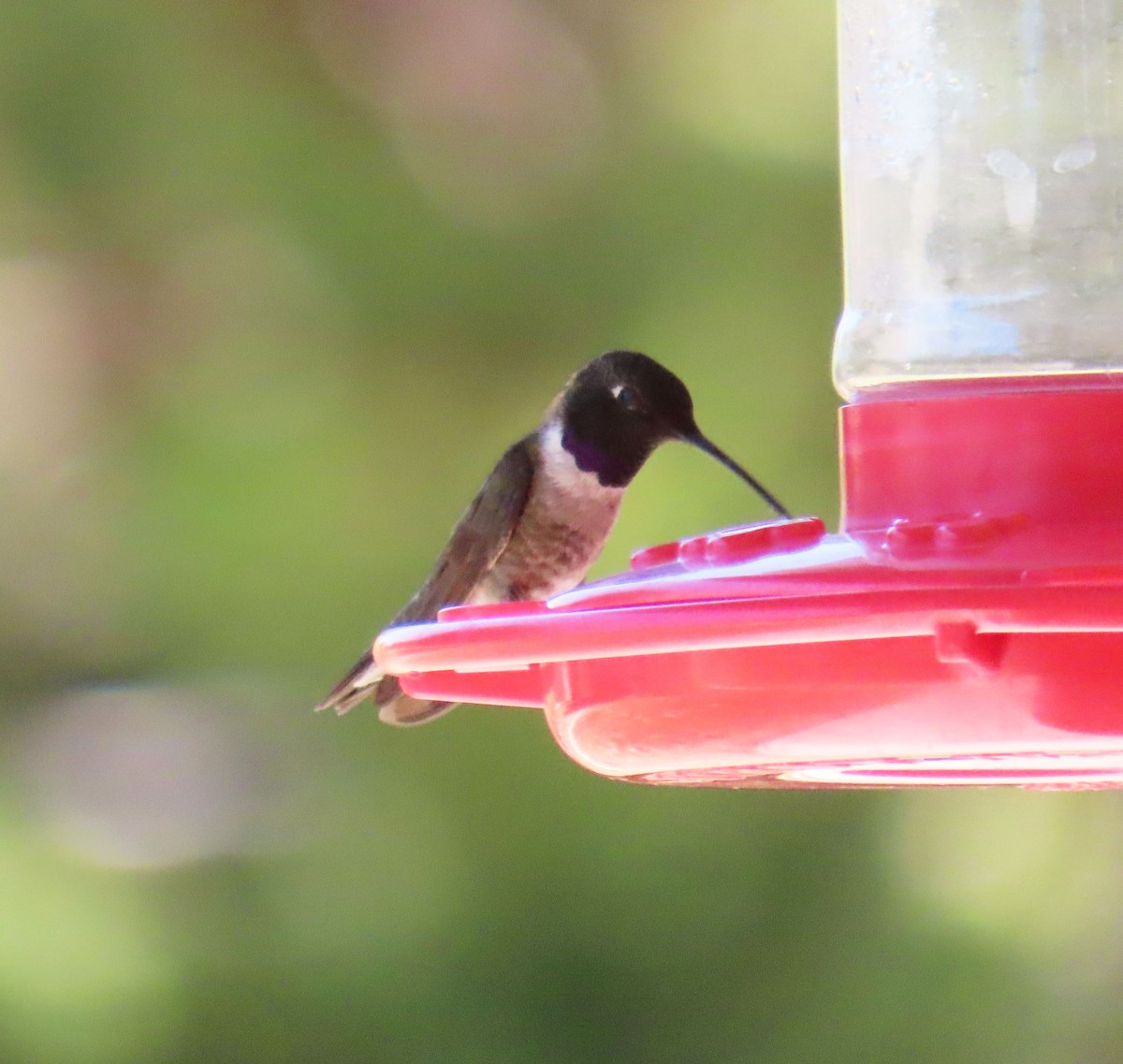 Black-chinned Hummingbird - ML638289152
