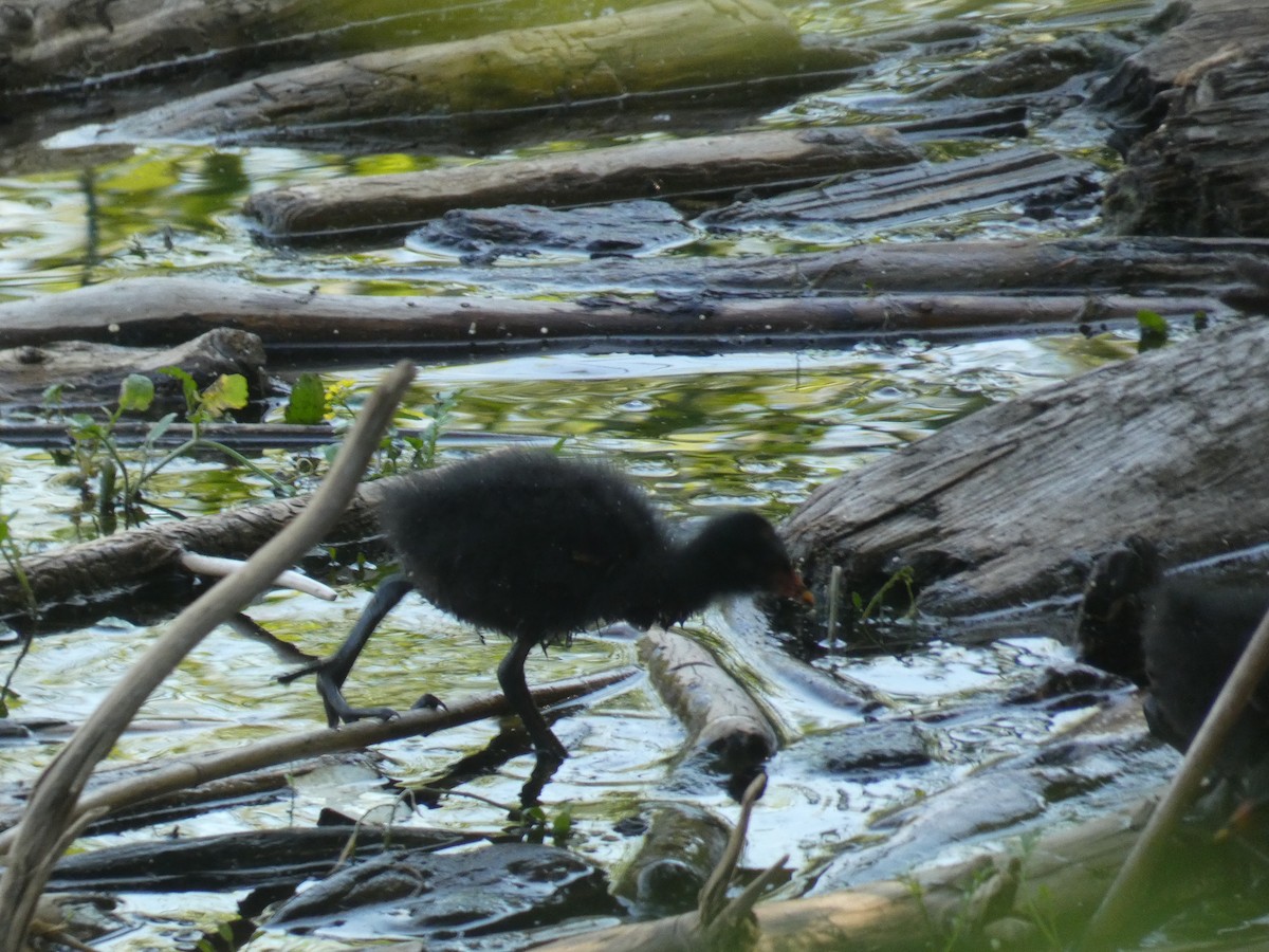 Eurasian Moorhen - ML638289153