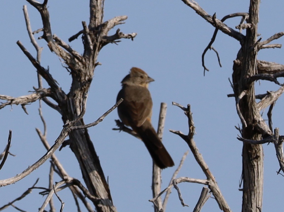 Canyon Towhee - ML638289166