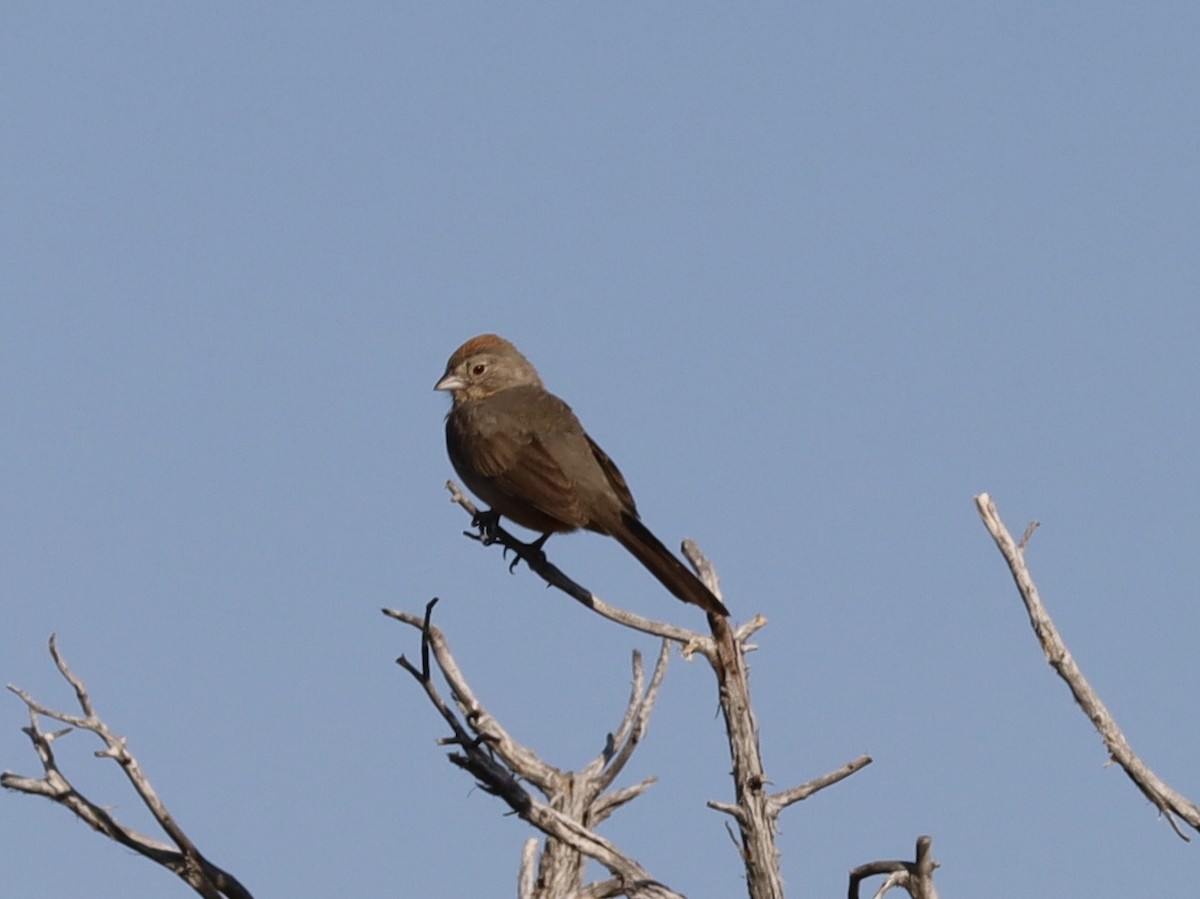 Canyon Towhee - ML638289168