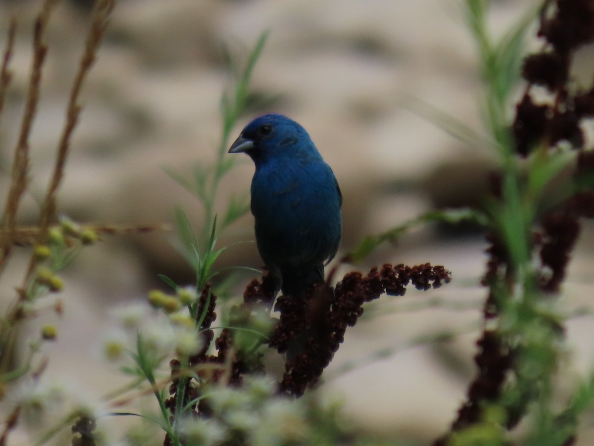Indigo Bunting - ML638289174