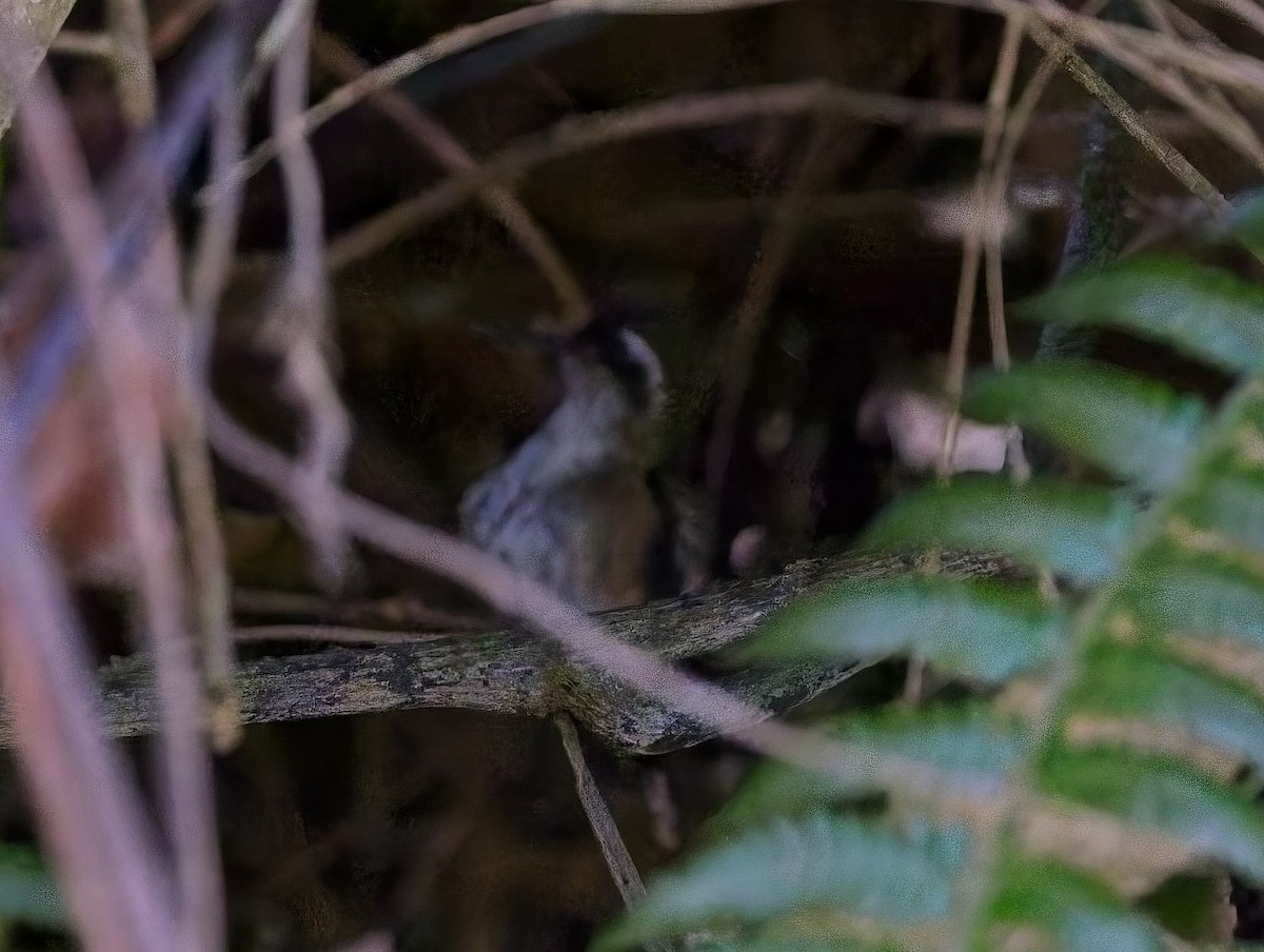 Whiskered Wren - ML638289178