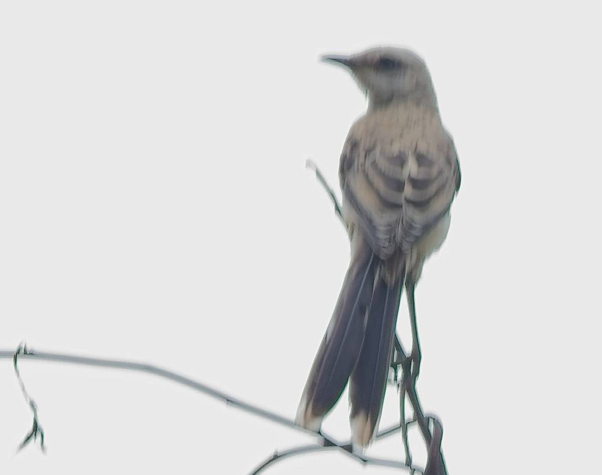 Tropical Mockingbird - ML638289183