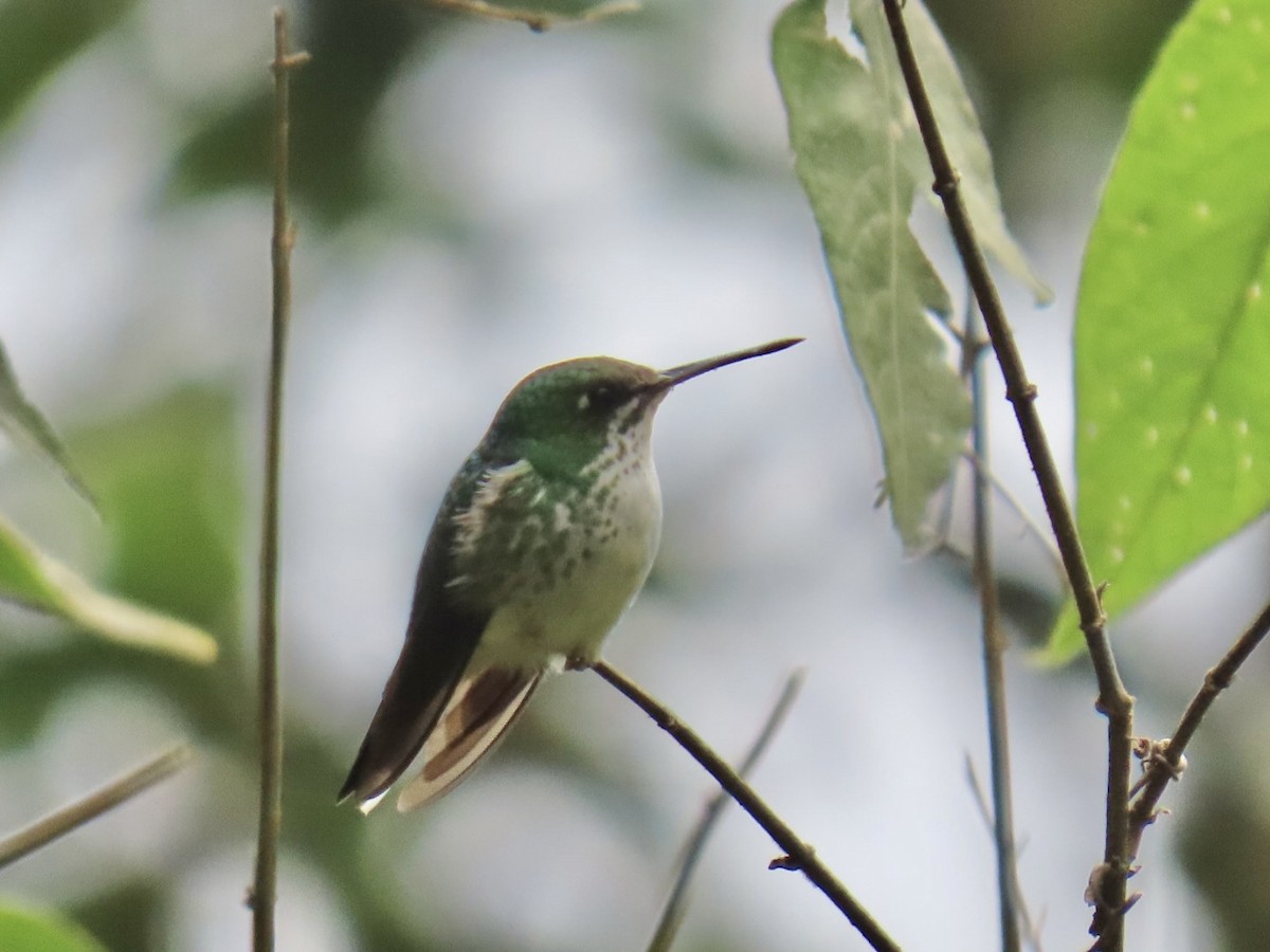 White-booted Racket-tail - ML638289193