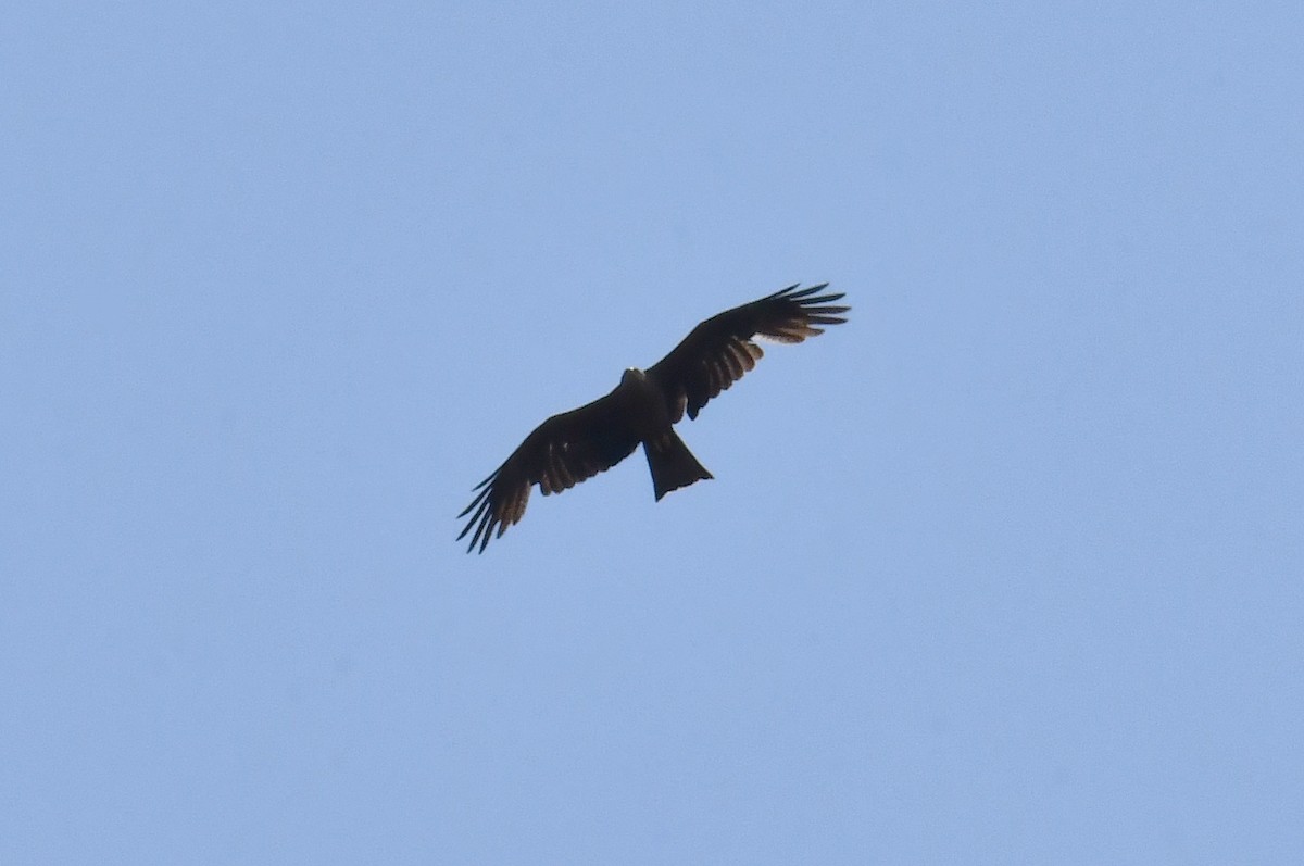 Black Kite - ML638289194