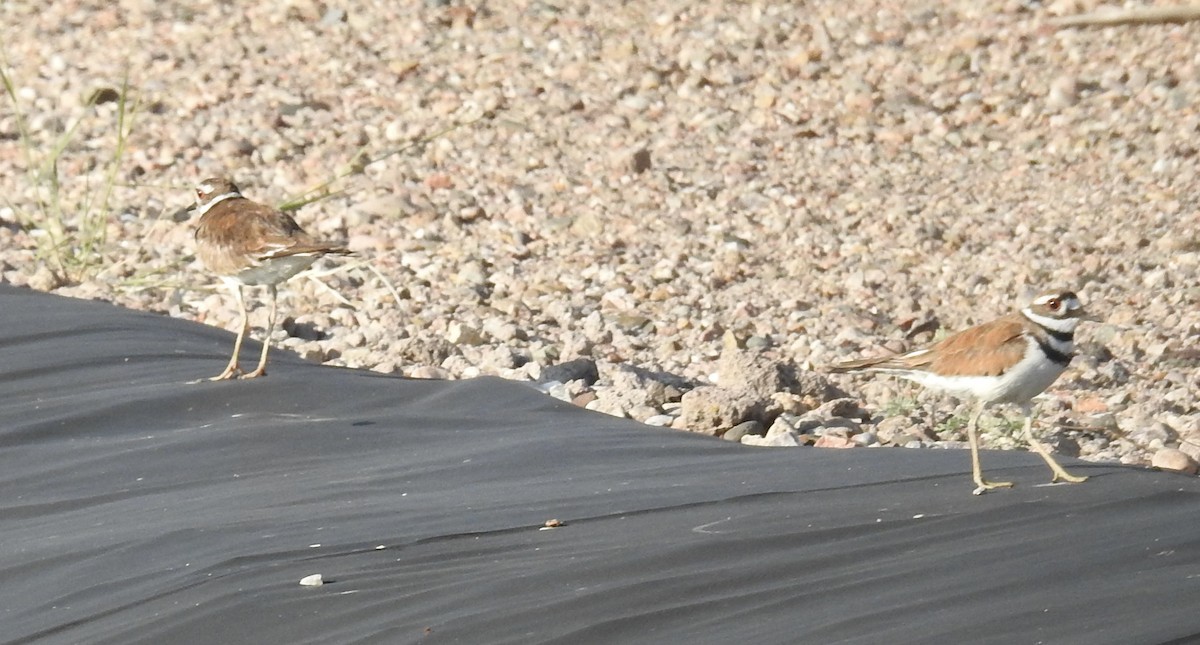 Killdeer - ML638289195