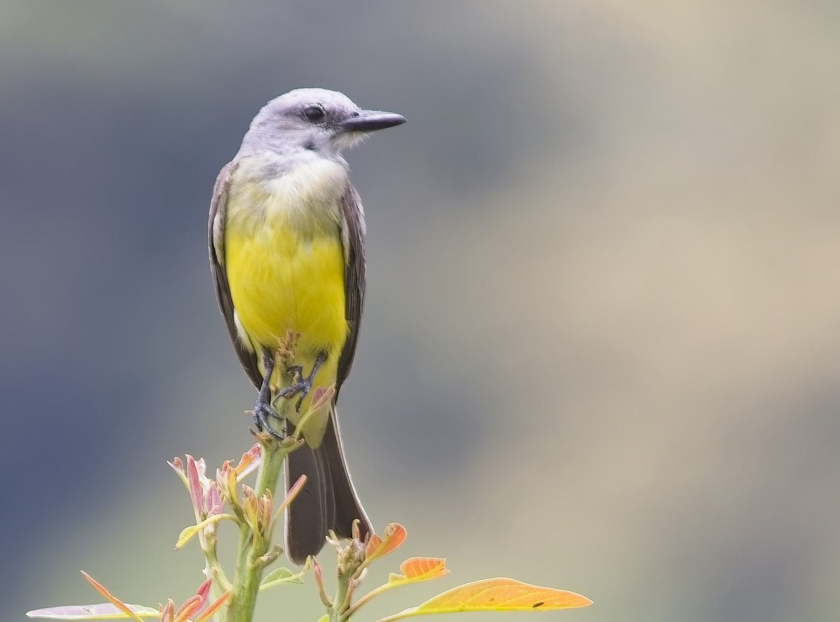 Tropical Kingbird - ML638289202