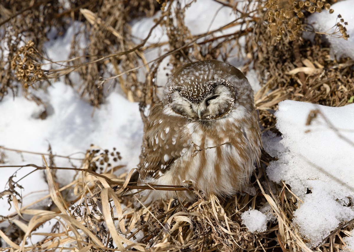 Boreal Owl - ML638289203