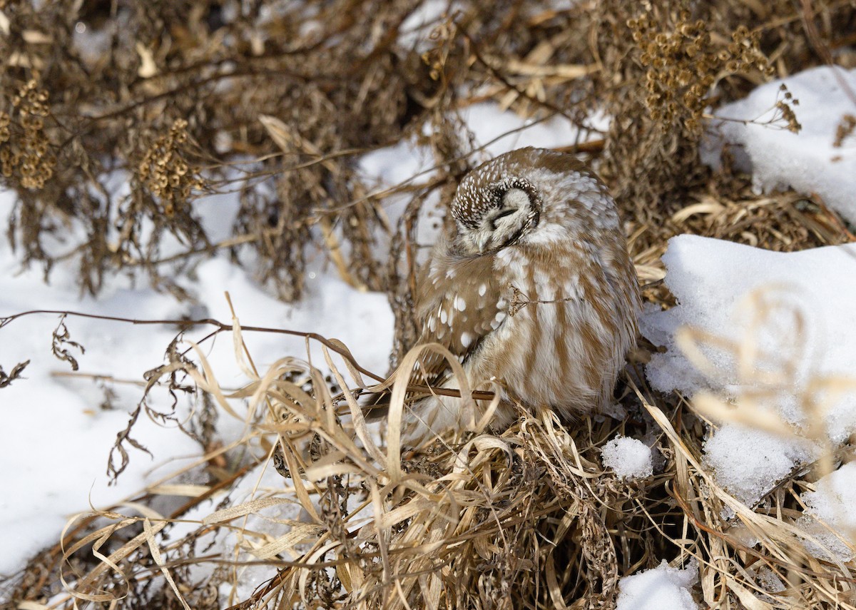 Boreal Owl - ML638289207