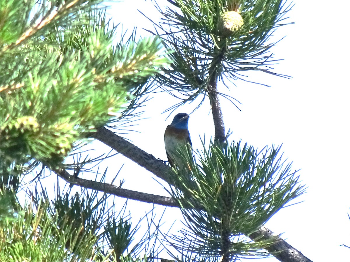 Lazuli Bunting - ML638289212