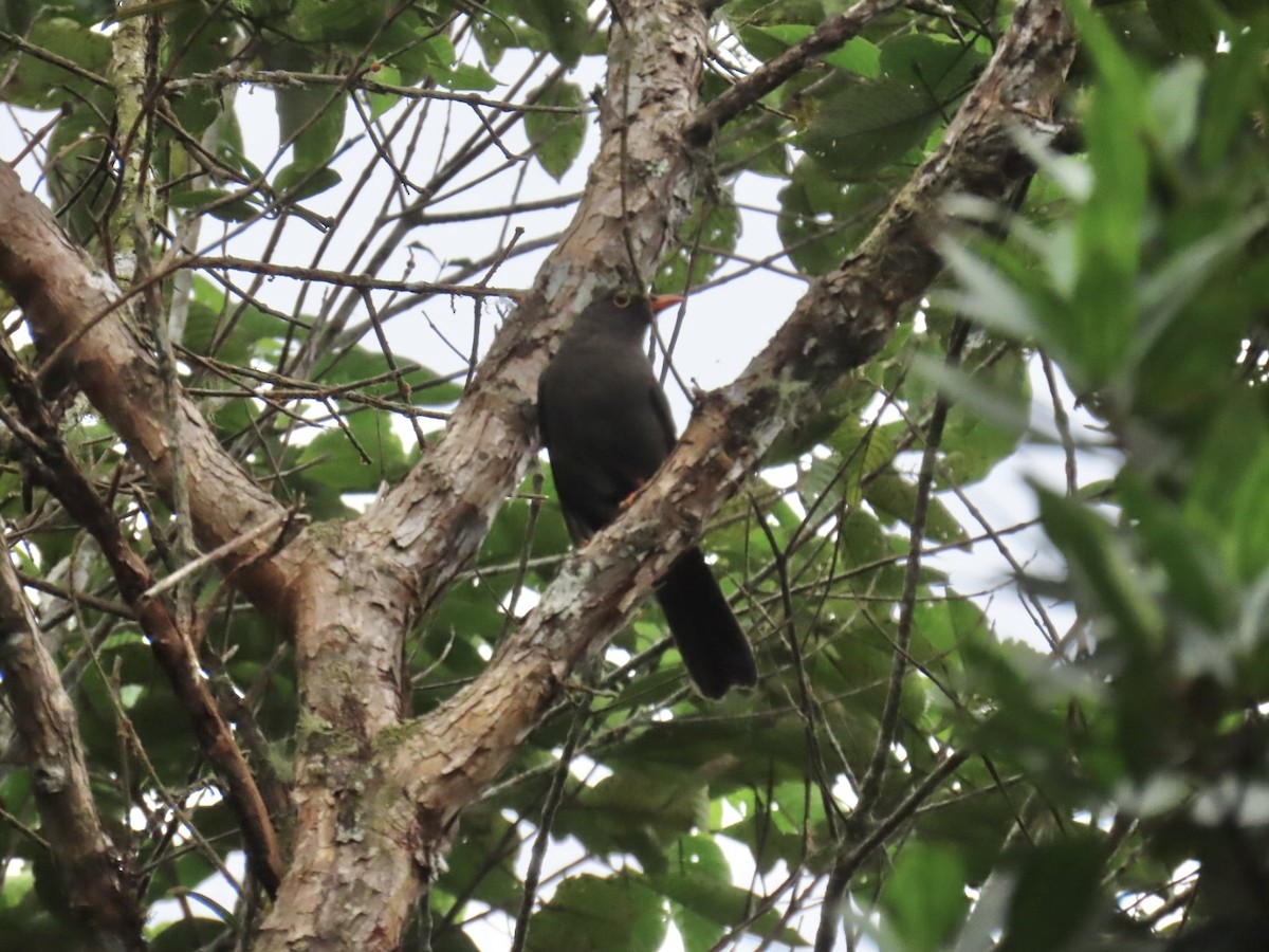 Great Thrush - ML638289213