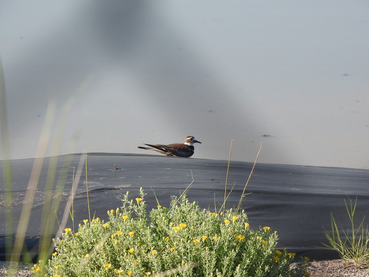Killdeer - ML638289216