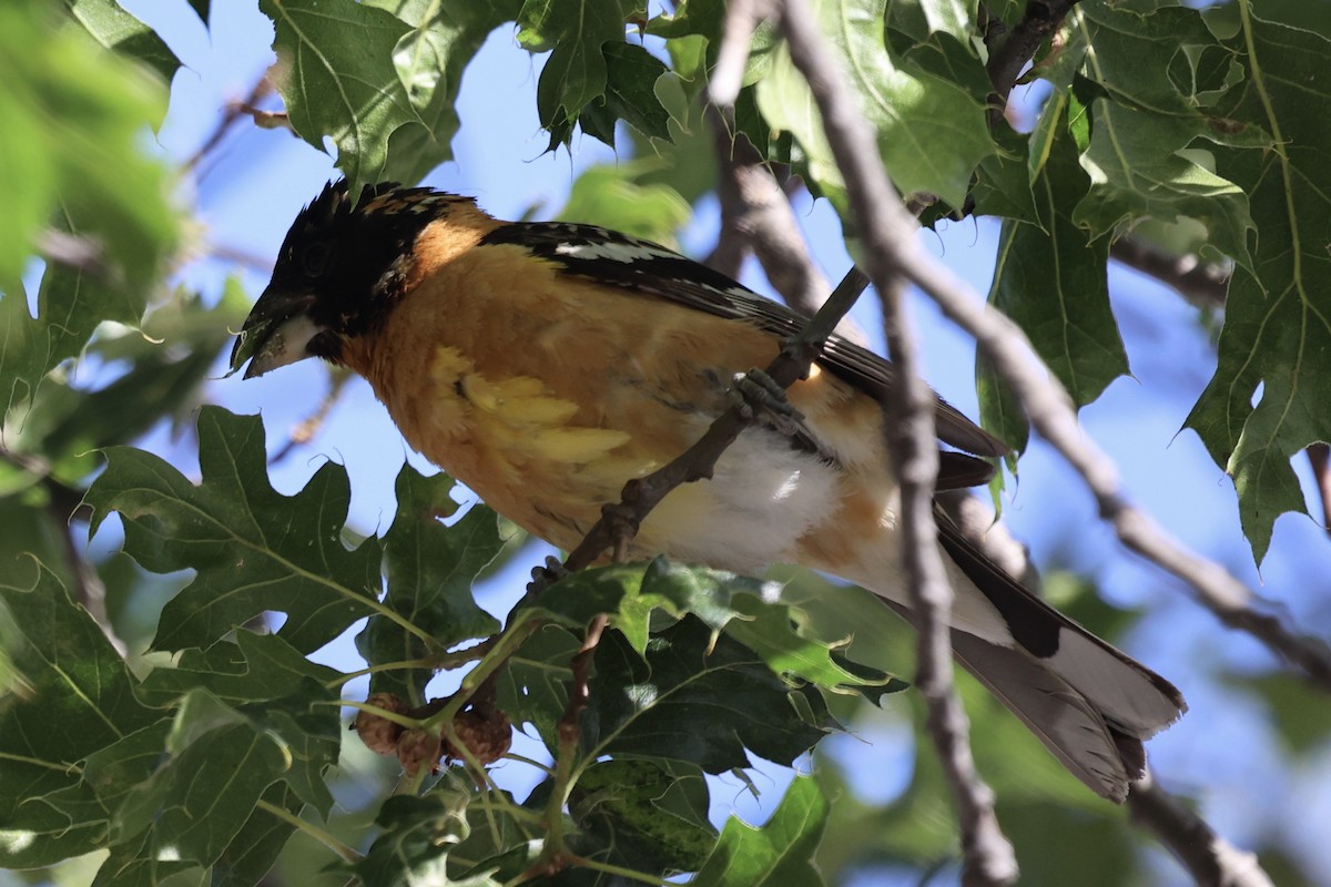 Black-headed Grosbeak - ML638289223