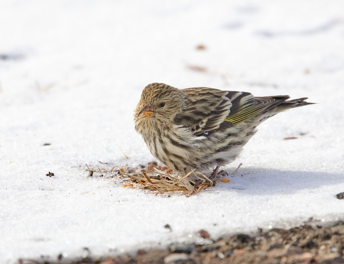 Pine Siskin - ML638289224