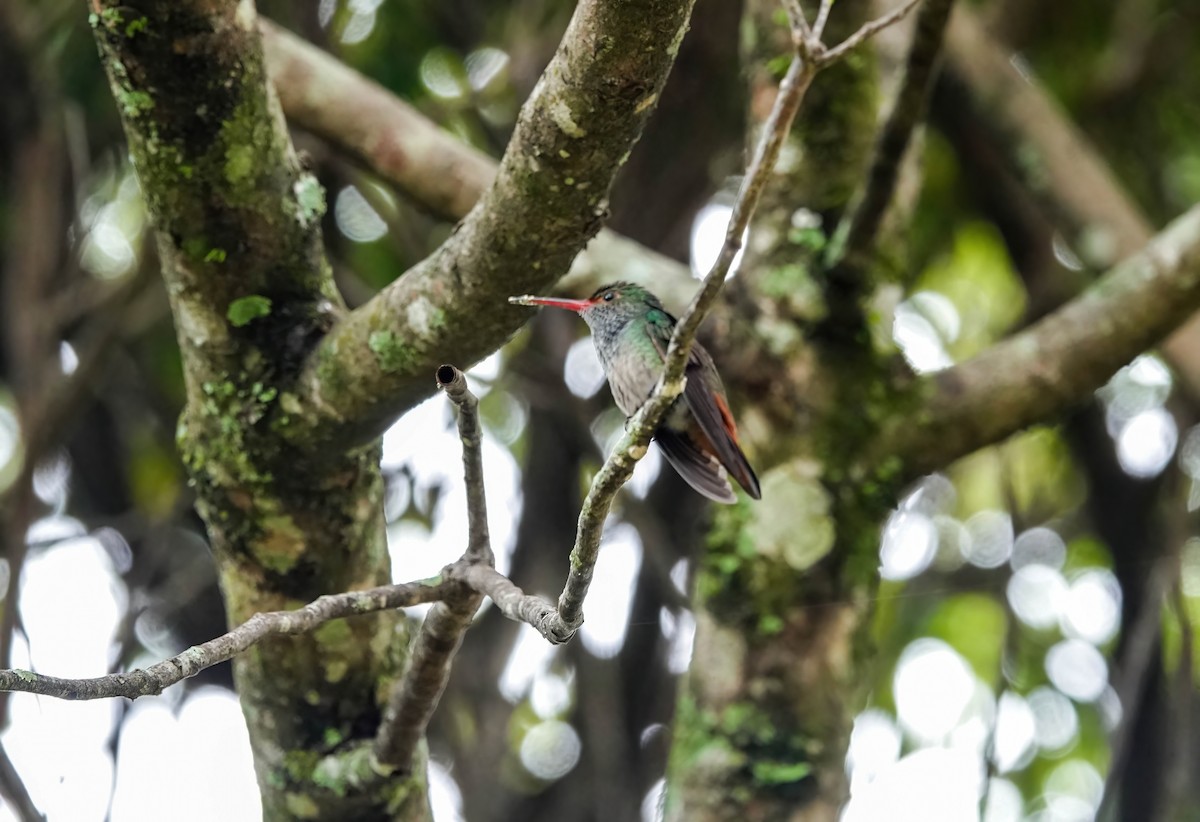 Rufous-tailed Hummingbird - ML638289228