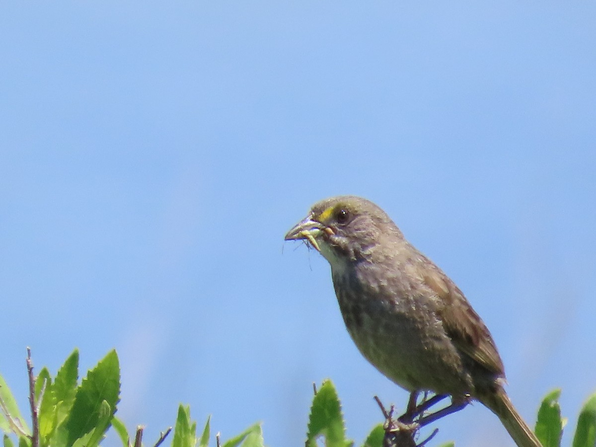 Seaside Sparrow - ML638289230